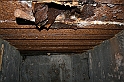 Rostoczek 11.2008 296
